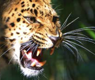 Sind wir mehr als Tier, wie Verehrer sagen? Eingeborene schminken sich bei Feierlichkeiten zu Jaguaren und bringen sogar Schnauzhaare an. (Foto: michaelfitz/ fotolia.com)