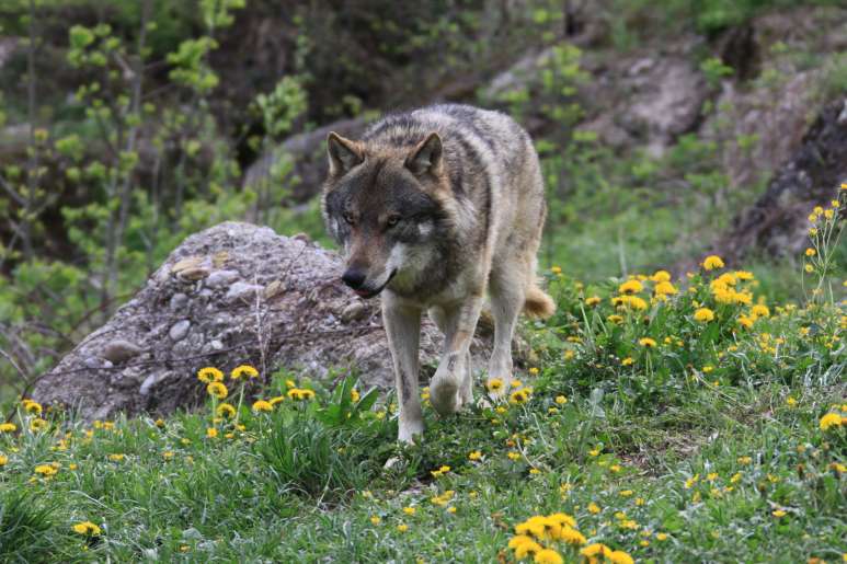 Der Wolf auf seinem Streifzug in den Bergen. (Foto: Verein chwolf)