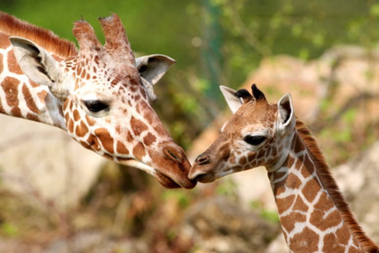 Ein Giraffenbaby ist bei der Geburt schon fast zwei Meter gross. (Foto: Fotolia)