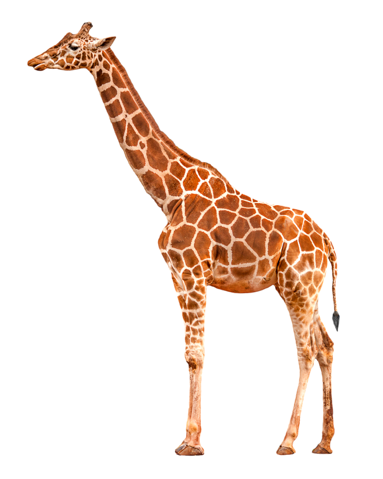 Bei der Giraffe ist alles lang: Sie hat nicht nur einen langen Hals, sondern auch lange Beine und eine besonders lange Zunge. (Foto: Fotolia)