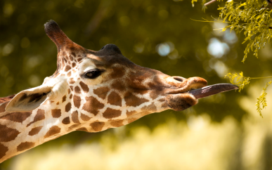 Mit ihrer 50 Zentimeter langen Zunge zupft die Giraffe Blätter von hohen Bäumen und sie kann sich sogar eine Fliege aus den Augen wischen. (Foto: Fotolia)