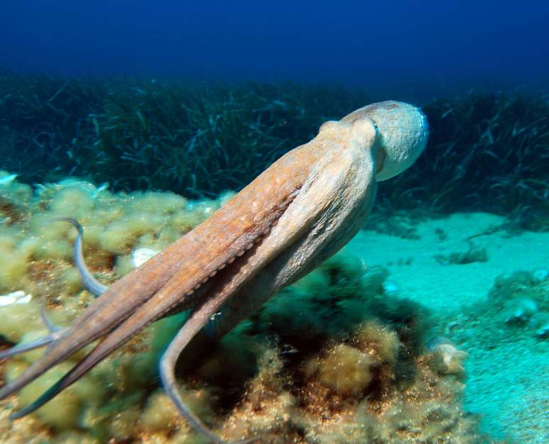Der Oktopus schwimmt mit dem Körper voraus und zieht seine acht Arme hinterher. (Foto: wikimedia / Albert kok)