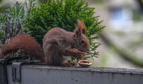 Das Eichhörnchen ist gewitzt und flink. (Foto: Stadtwildtiere.ch)