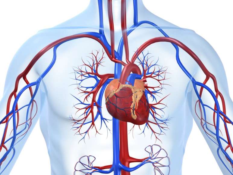 Dein Herz ist der Motor deines Körpers. Durch die Adern ist es mit dem ganzen Körper verbunden. 