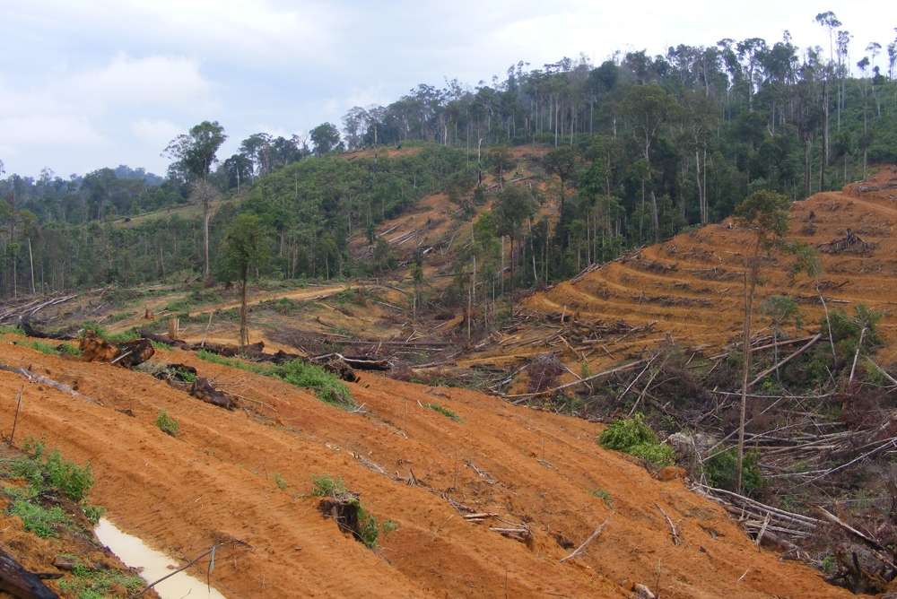 So sieht ein abgeholzter Regenwald aus. (Foto: regenwald.org)