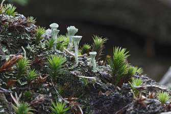 Im Bödmerenwald gibt es viele Flechten und Pilze. (Bild: boedmeren.ch)