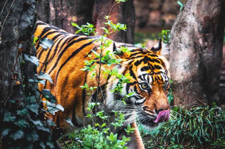 Bild: Fotolia, Sumatra-Tiger