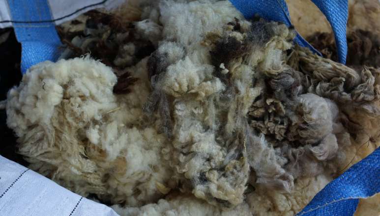 So sieht die Rohwolle aus, wenn sie die Schafhalter nach Huttwil bringen. 