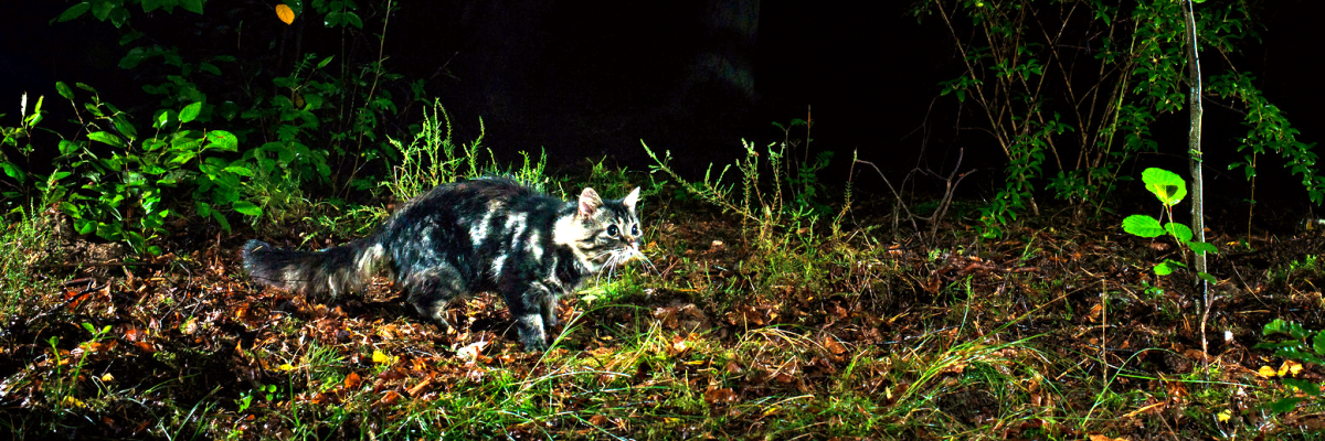 Katze in der Nacht (Foto: Fotolia)